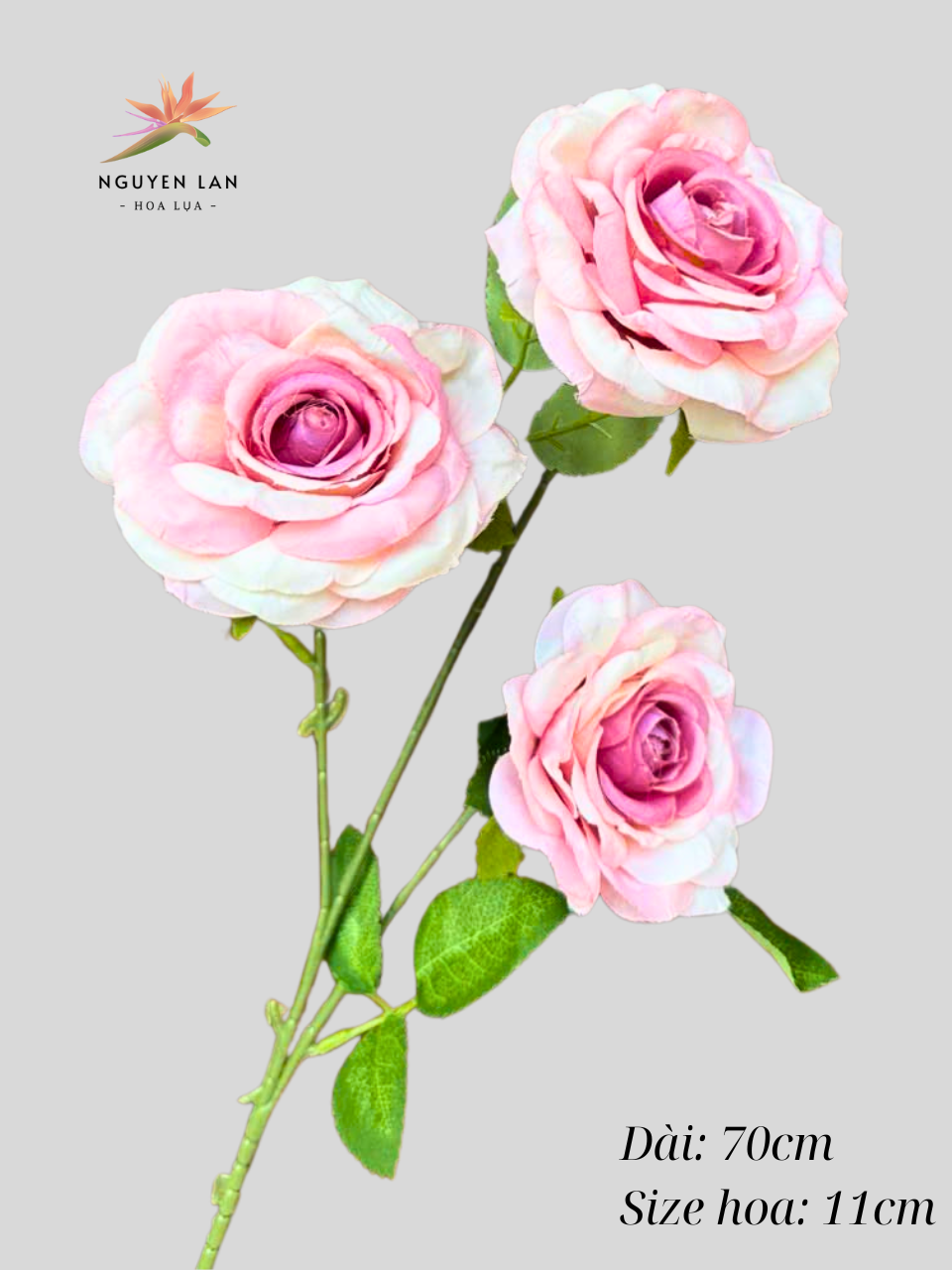 Hồng Khô - Ảnh 3