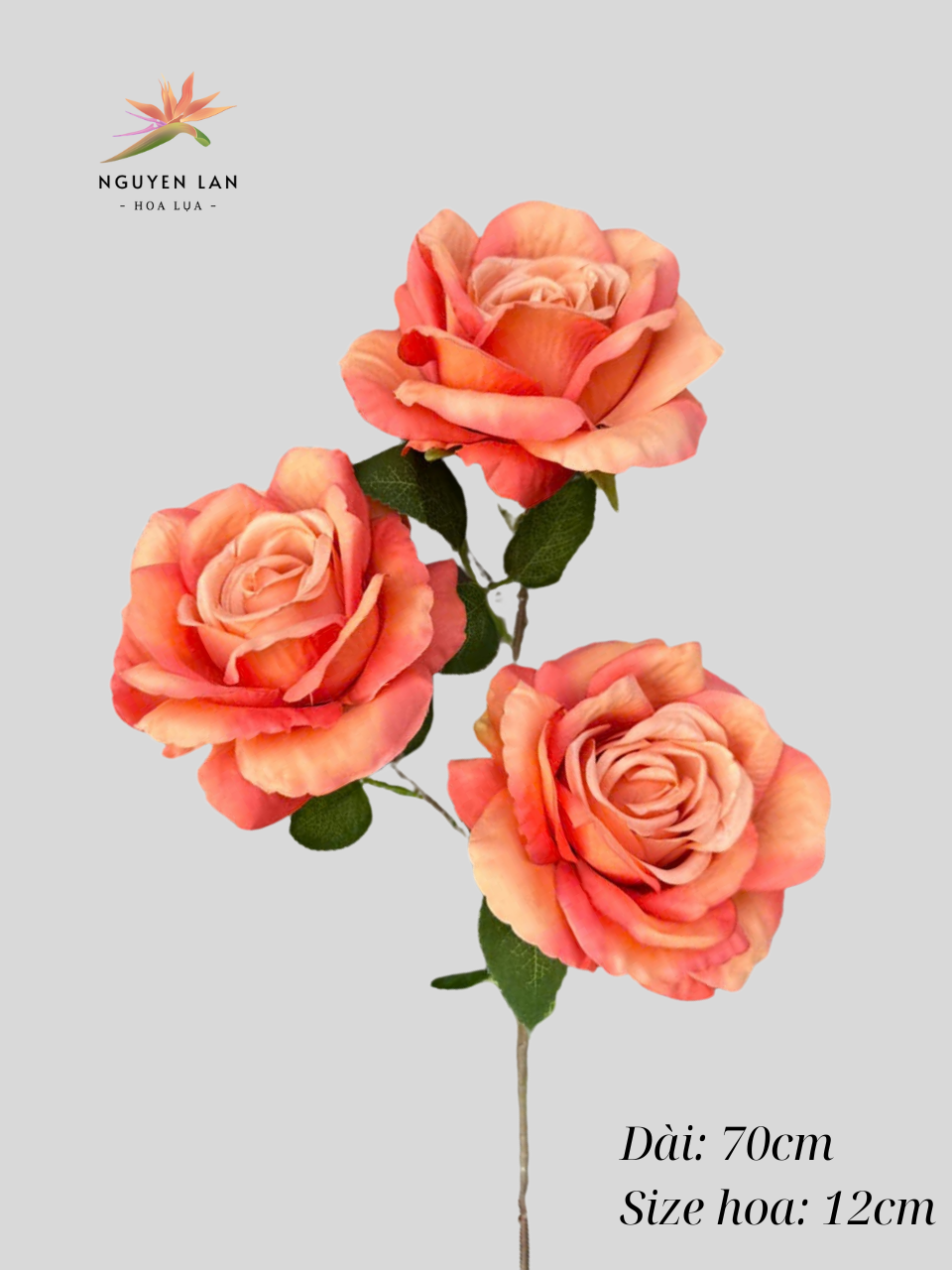 Hồng Paris - Ảnh 2