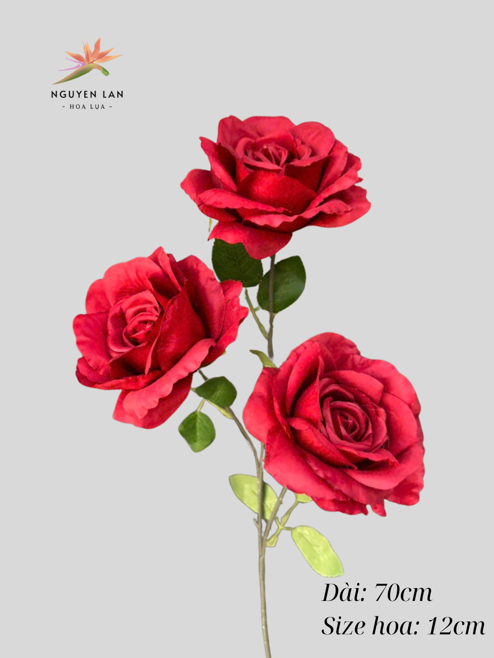 Hồng Paris - Ảnh 3