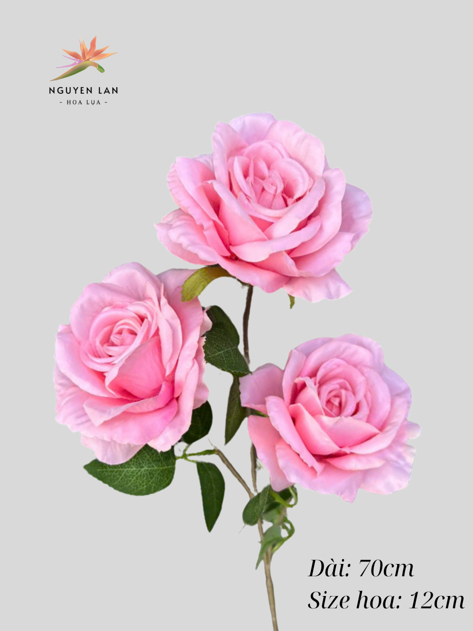 Hồng Paris - Ảnh 4