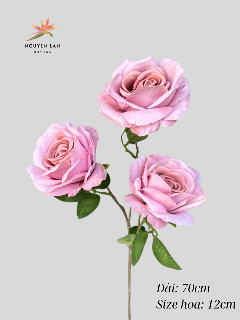 Hồng Paris - Ảnh 5