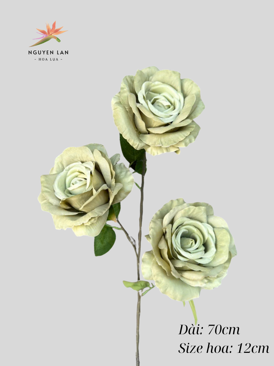 Hồng Paris - Ảnh 10