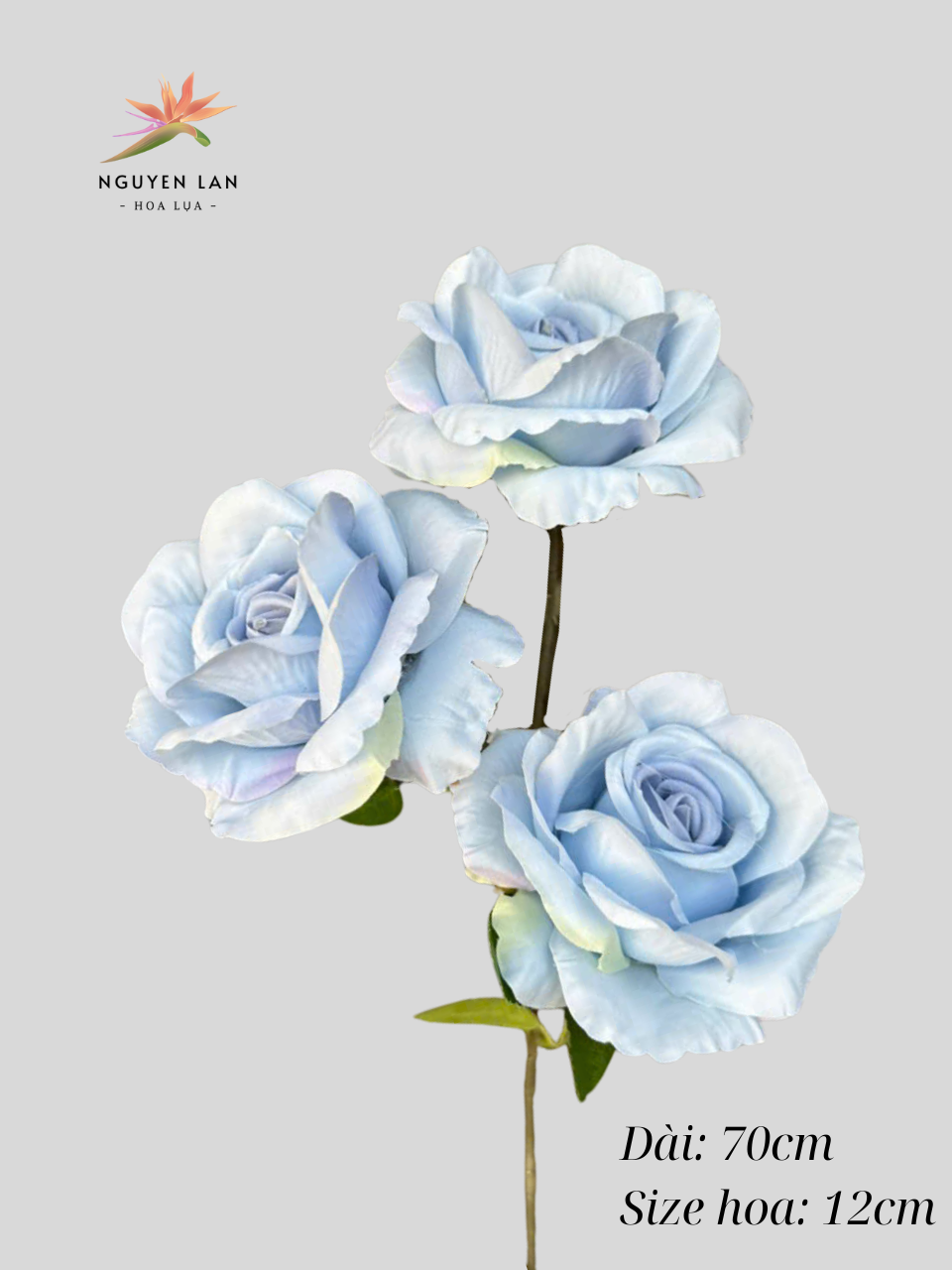 Hồng Paris - Ảnh 11