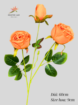 Hồng Cuộn Nụ