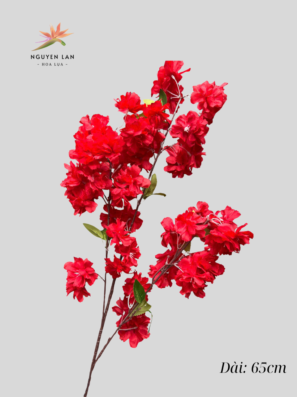 Anh đào - Ảnh 2