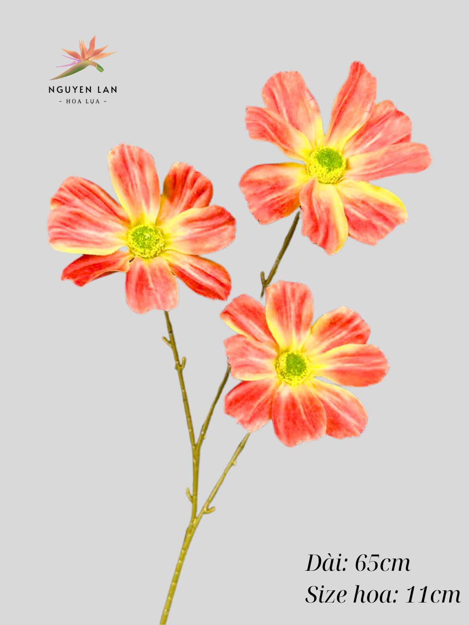 Cúc daisy - Ảnh 2