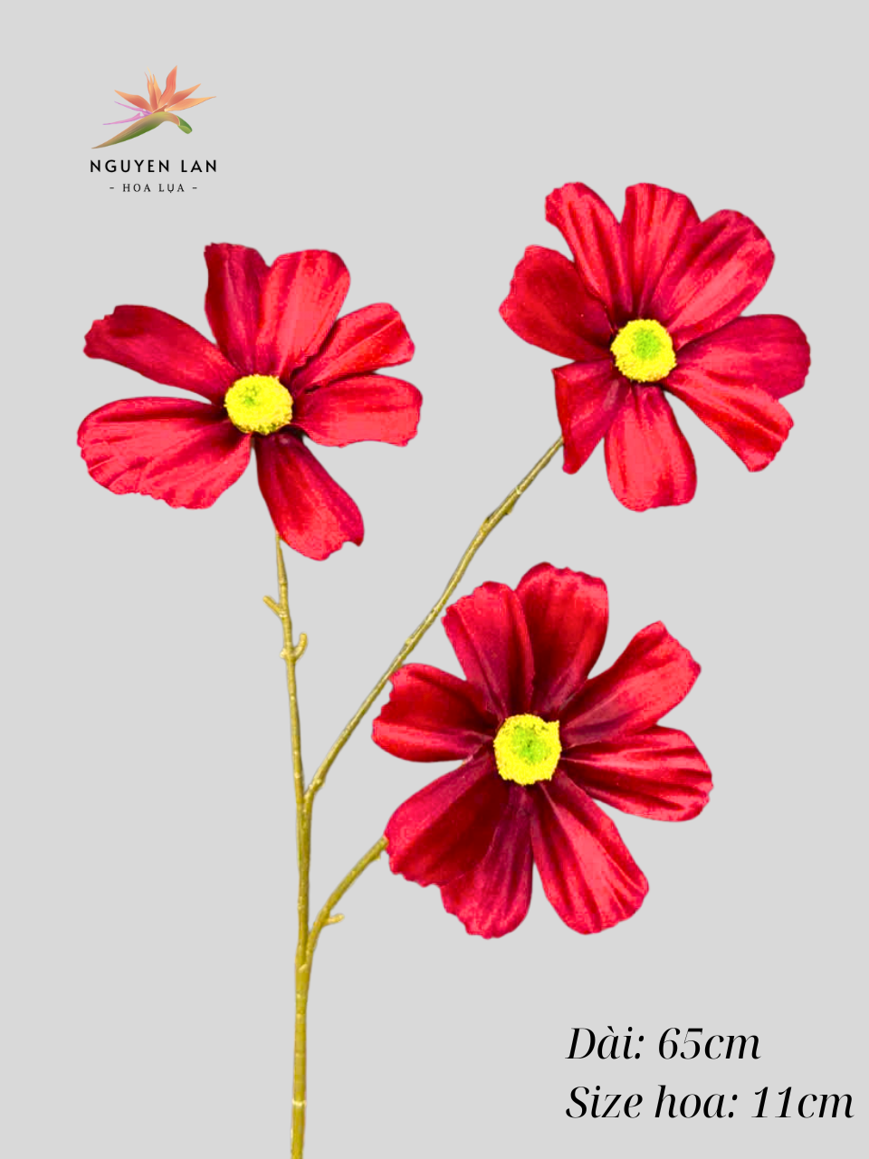 Cúc daisy - Ảnh 3