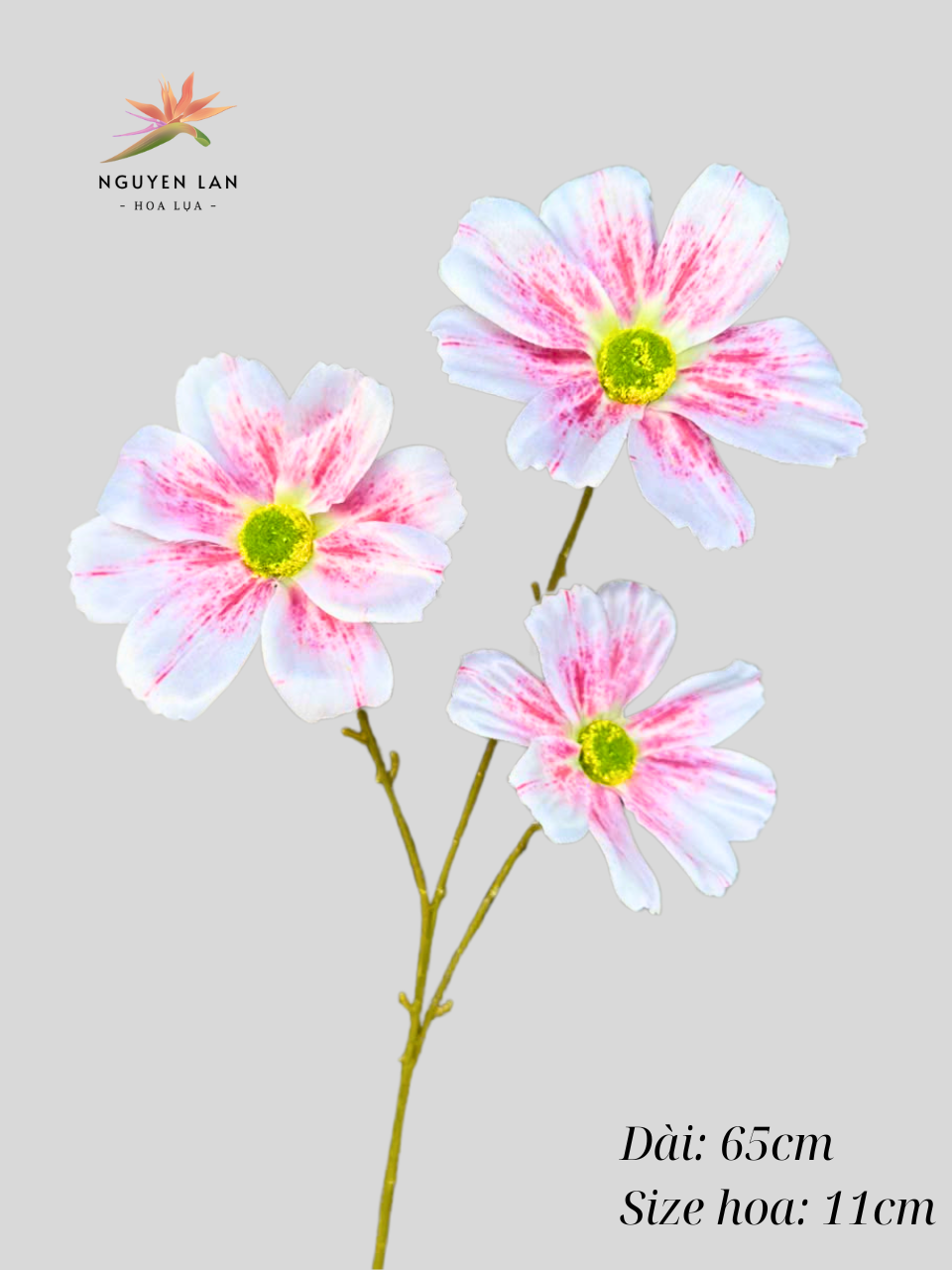 Cúc daisy - Ảnh 4