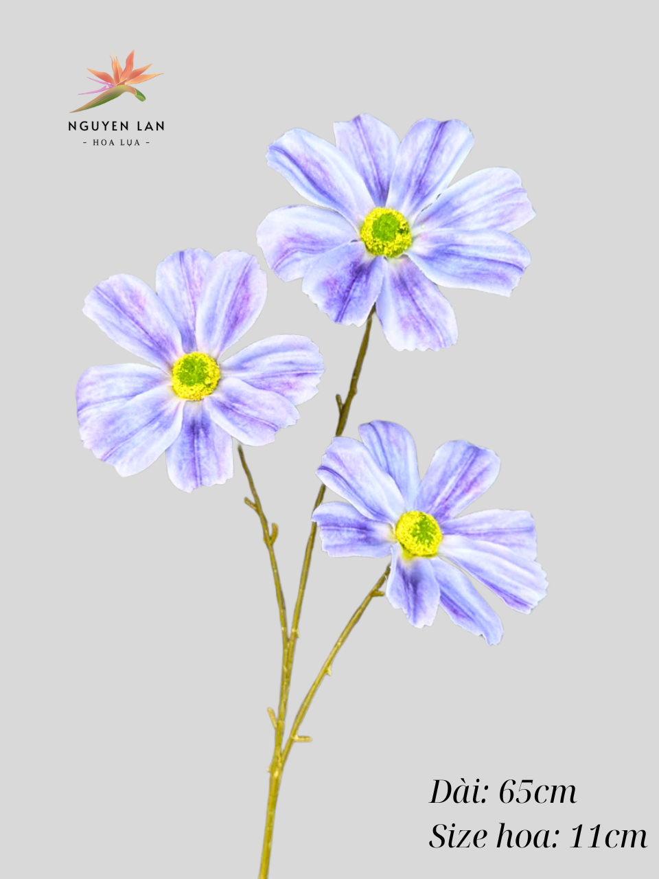 Cúc daisy - Ảnh 7