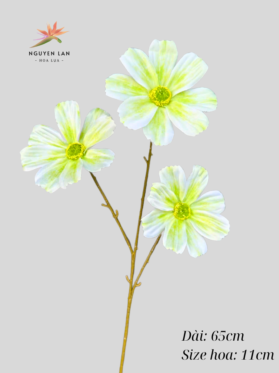 Cúc daisy - Ảnh 9