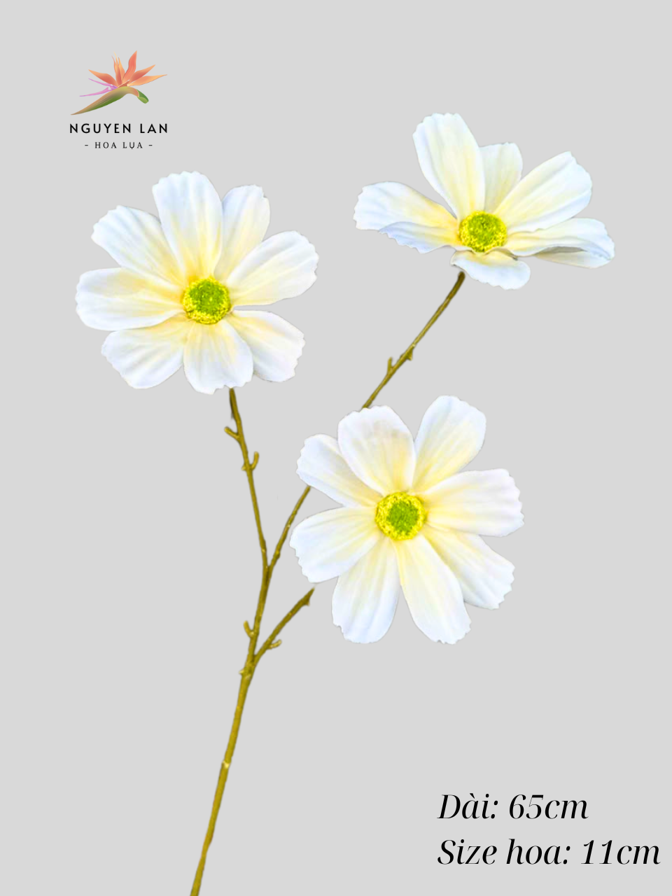 Cúc daisy - Ảnh 8