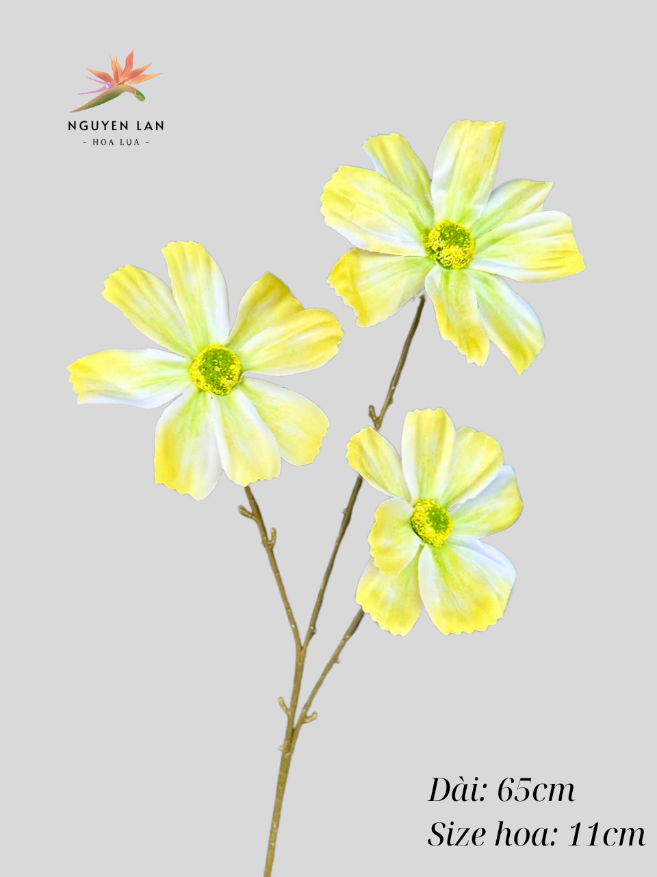 Cúc daisy - Ảnh 10