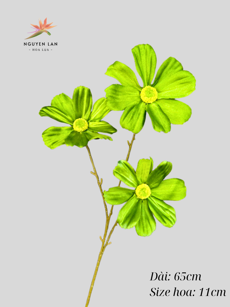Cúc daisy - Ảnh 11