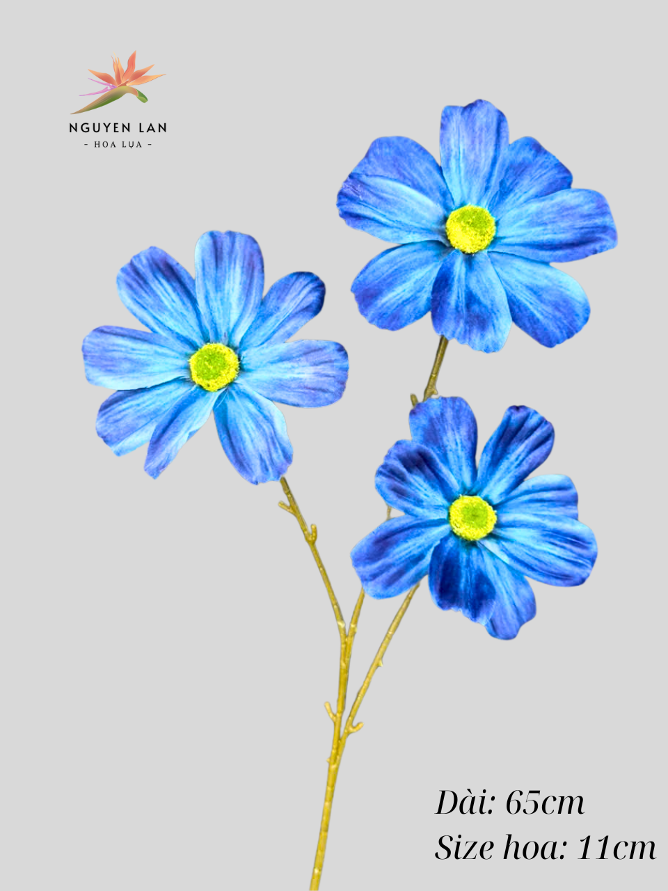 Cúc daisy - Ảnh 12