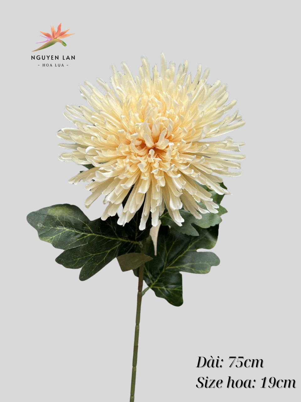 Cúc kim - Ảnh 8