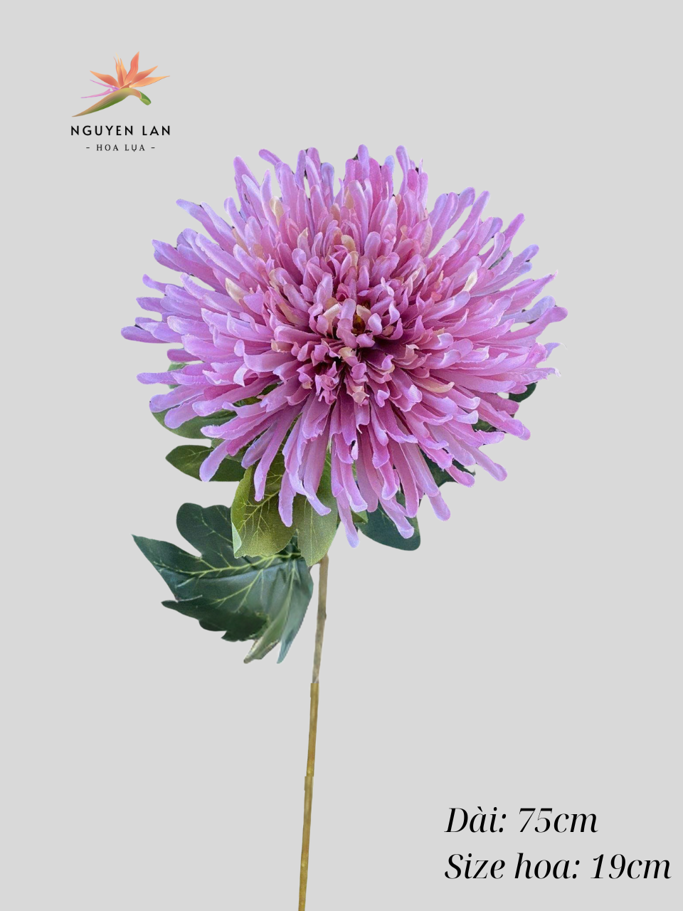 Cúc kim - Ảnh 9