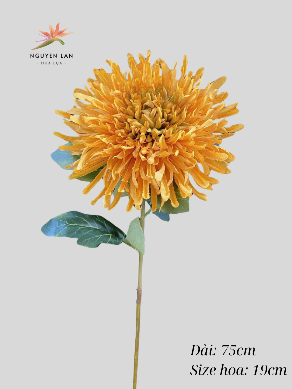 Cúc kim - Ảnh 12