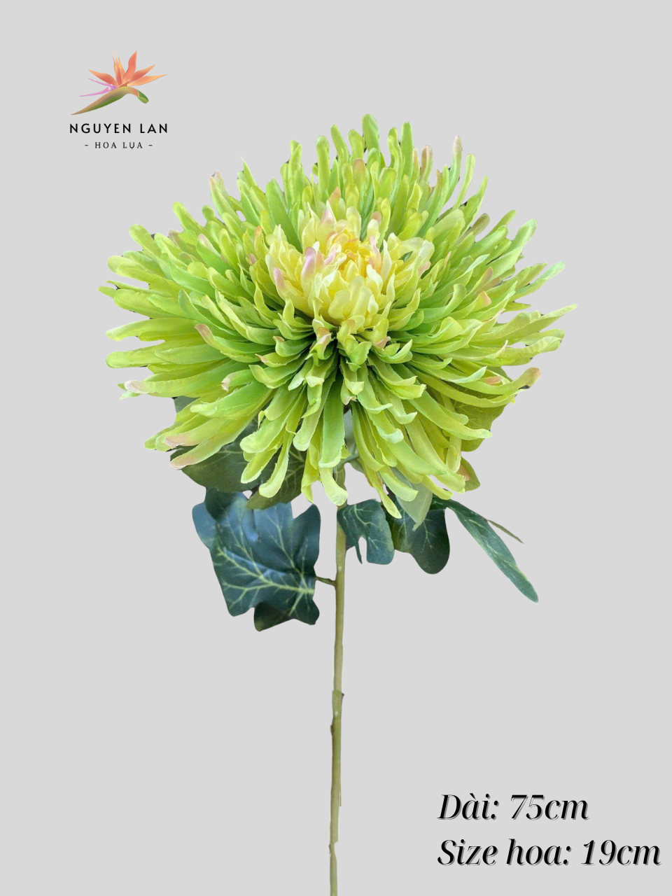 Cúc kim - Ảnh 13