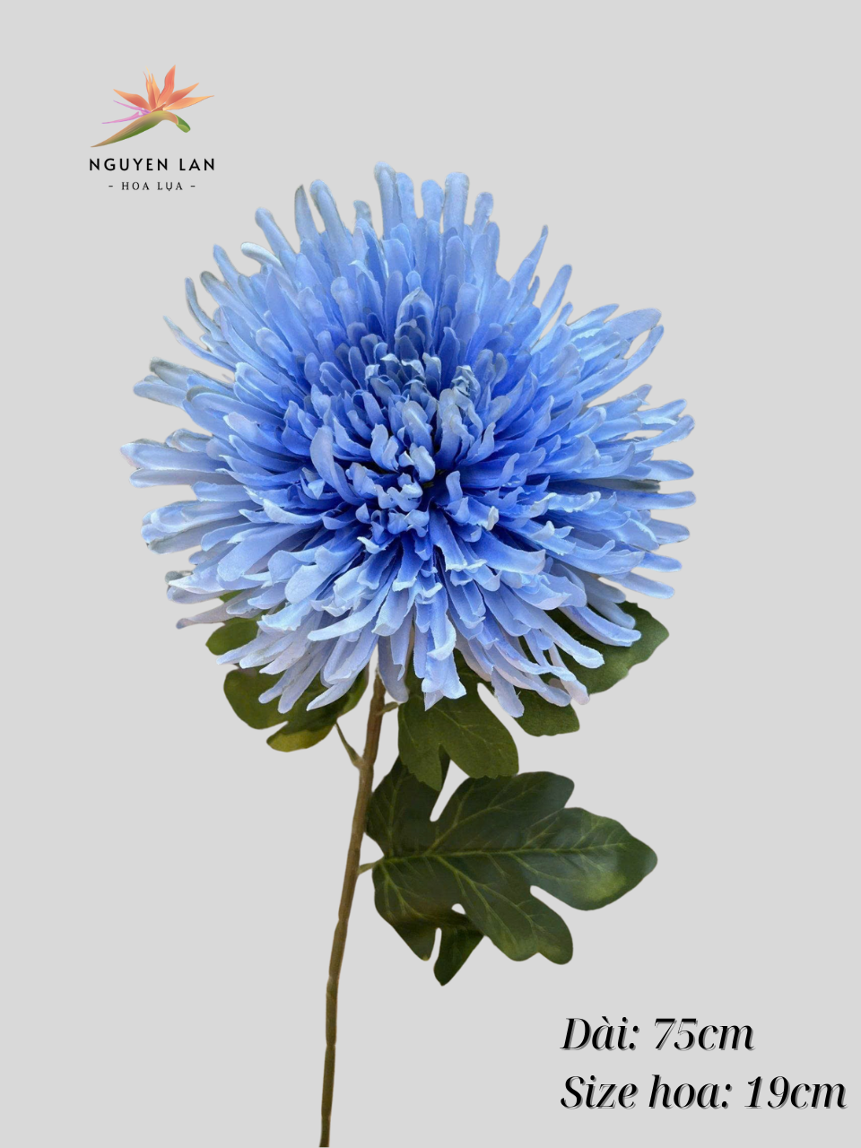 Cúc kim - Ảnh 14