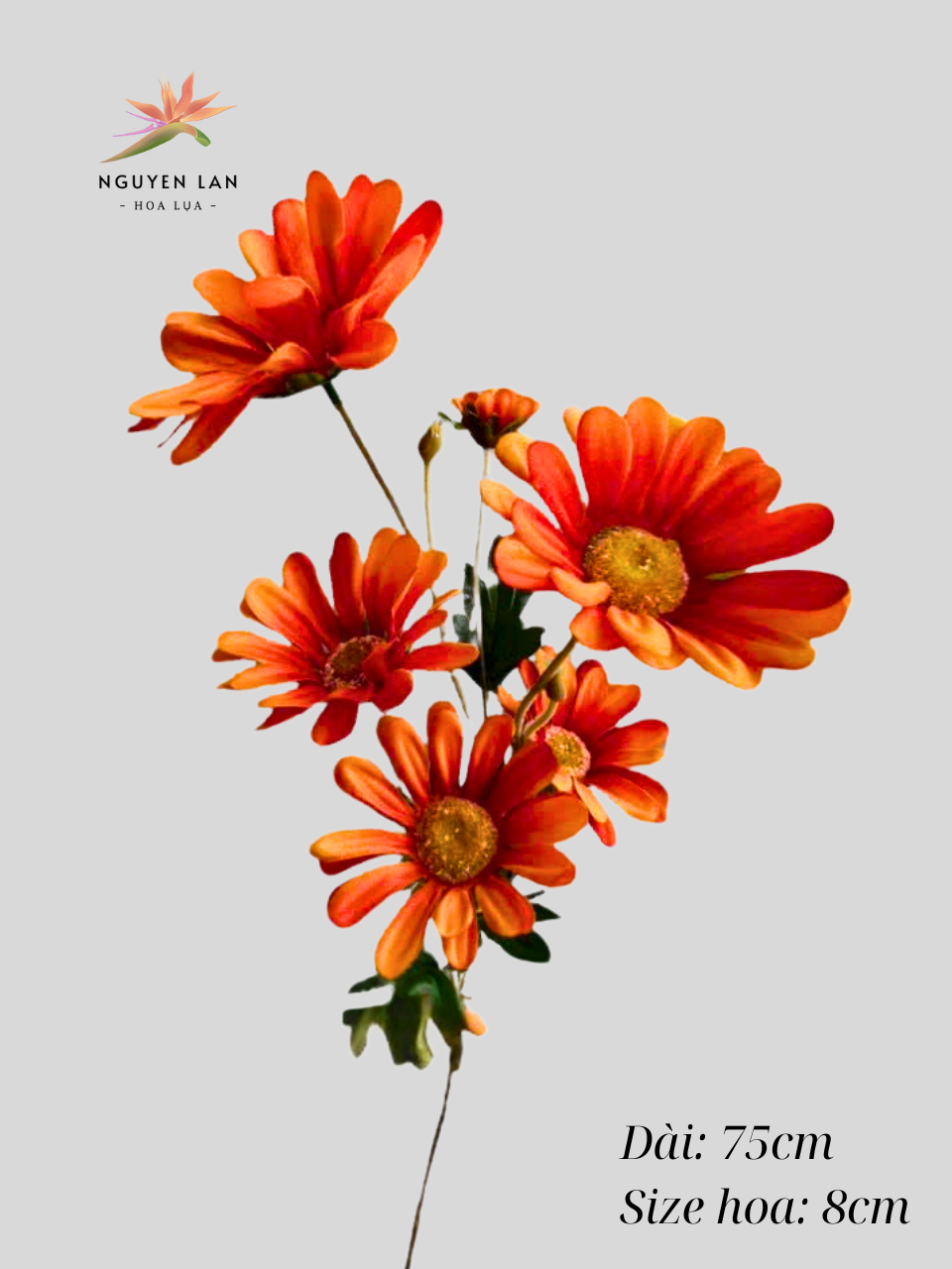 Cúc may - Ảnh 2
