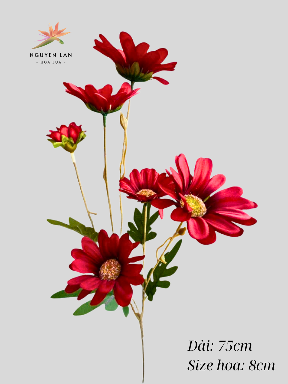 Cúc may - Ảnh 3