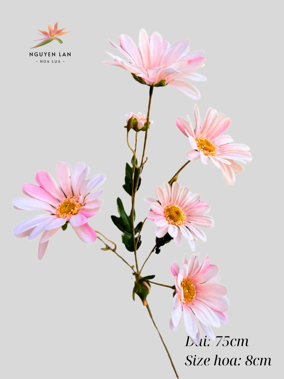 Cúc may - Ảnh 4