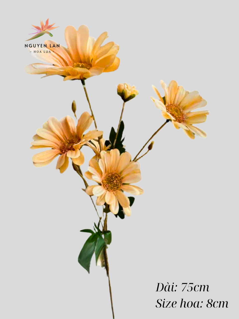 Cúc may - Ảnh 5