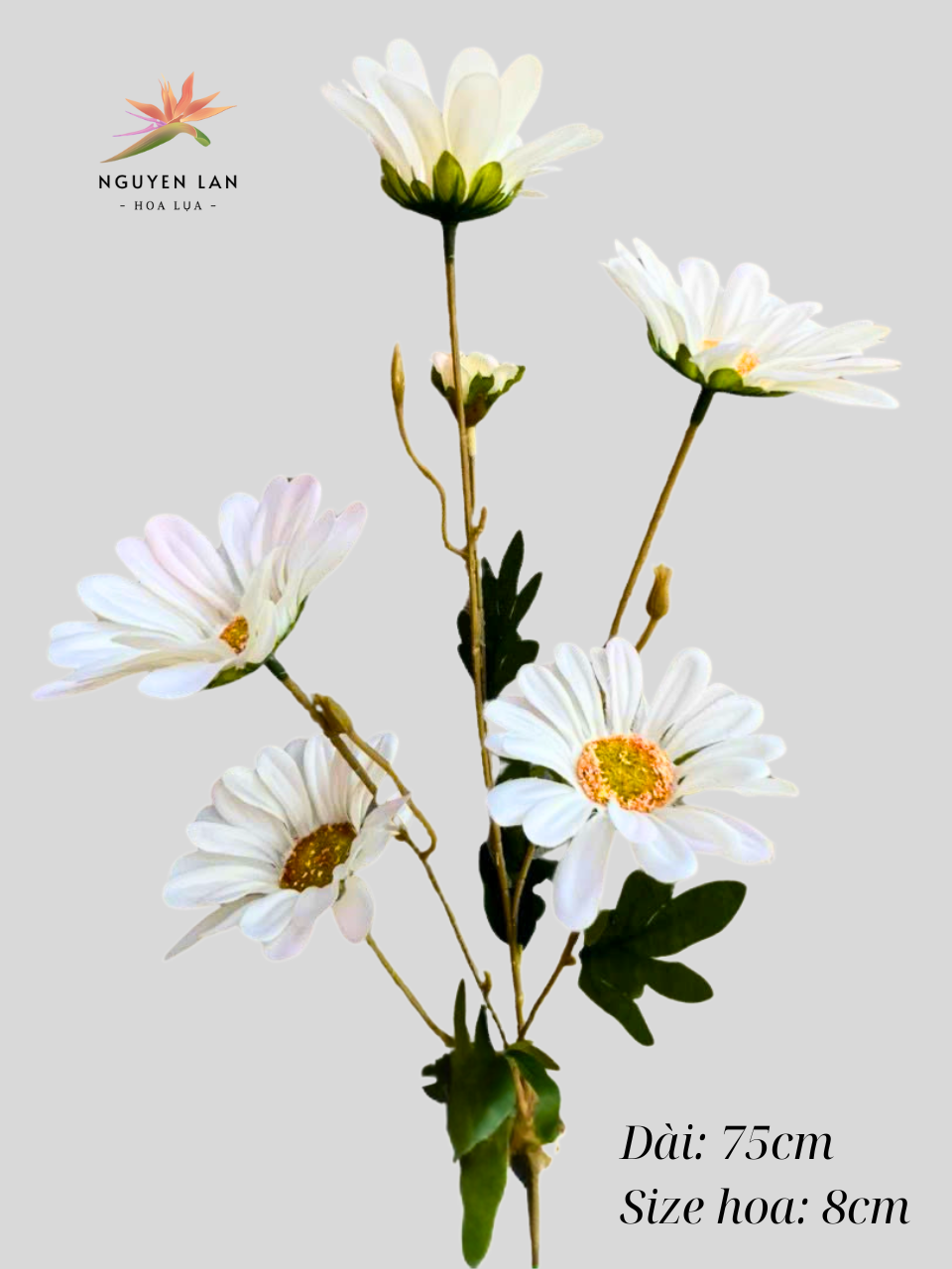 Cúc may - Ảnh 7