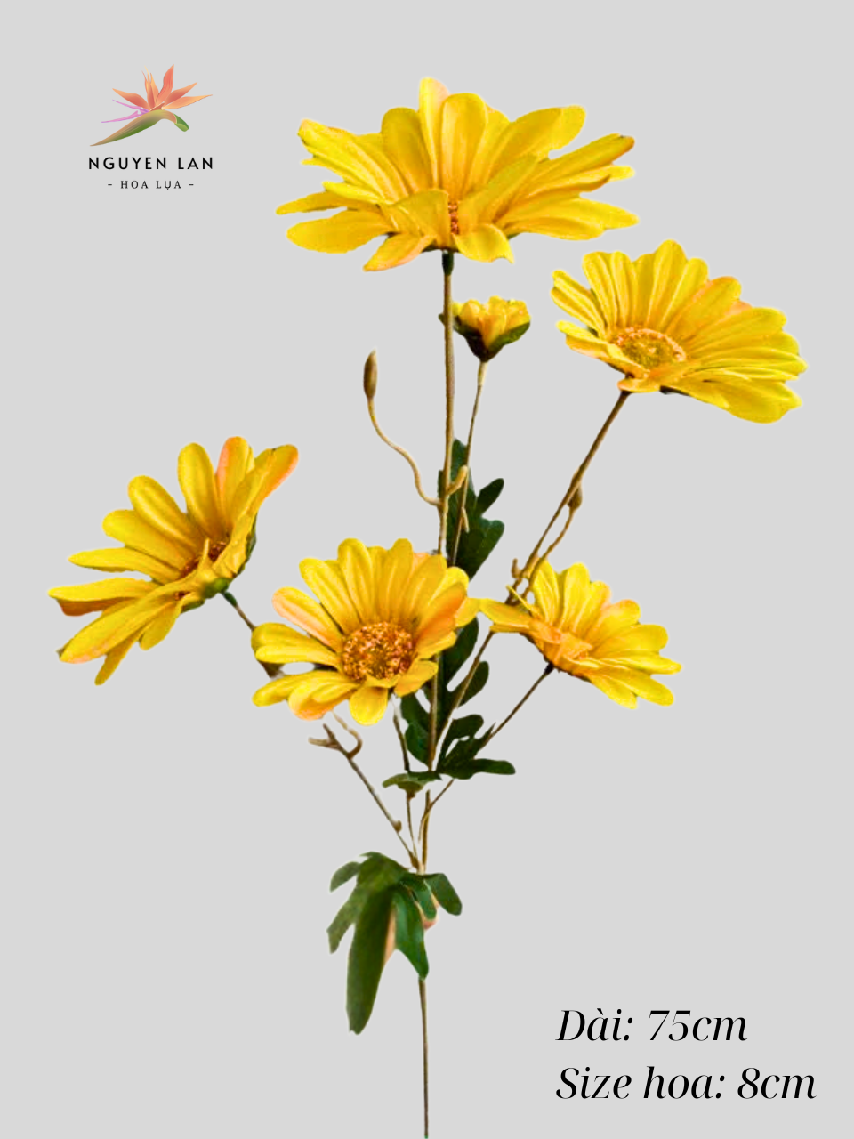 Cúc may - Ảnh 8