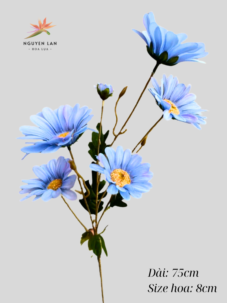 Cúc may - Ảnh 9