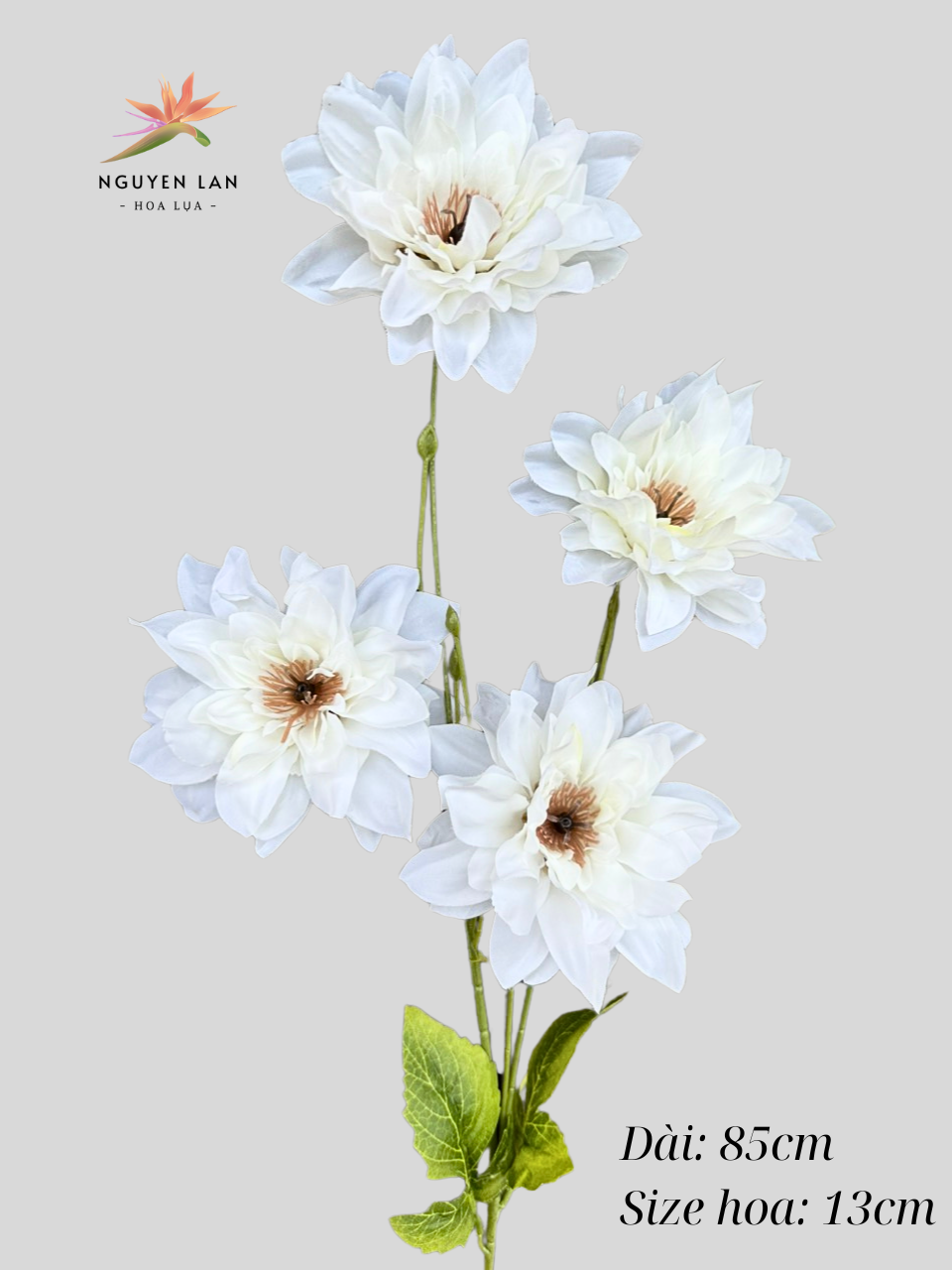 Cúc nữ hoàng - Ảnh 9