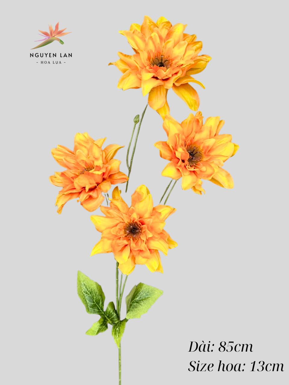 Cúc nữ hoàng - Ảnh 10