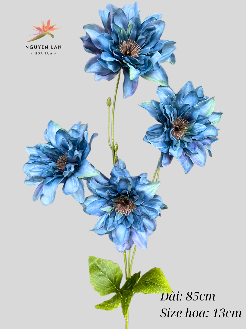 Cúc nữ hoàng - Ảnh 12