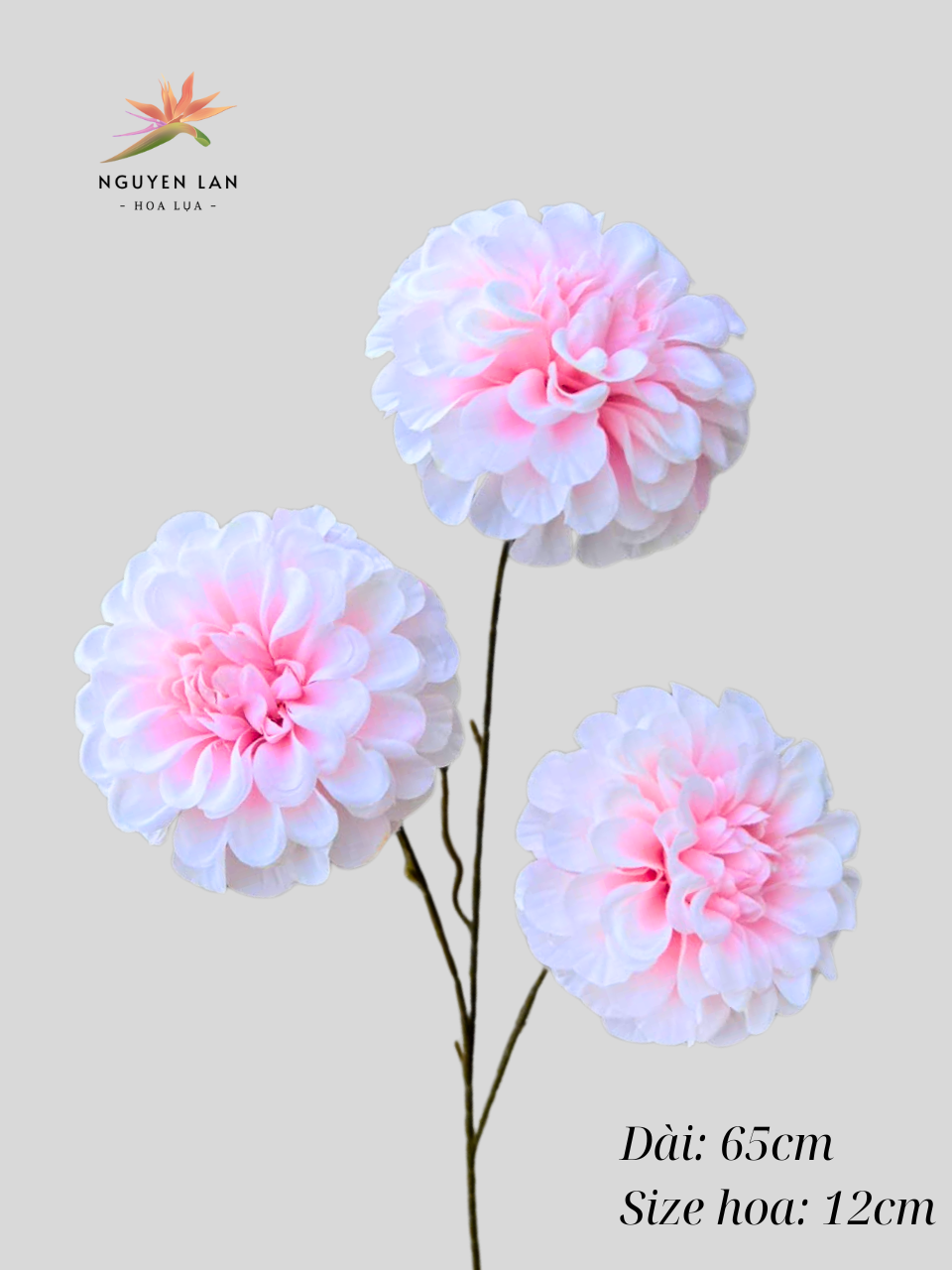 Cúc tổ ong - Ảnh 6