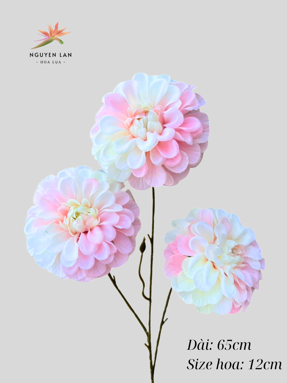 Cúc tổ ong - Ảnh 7