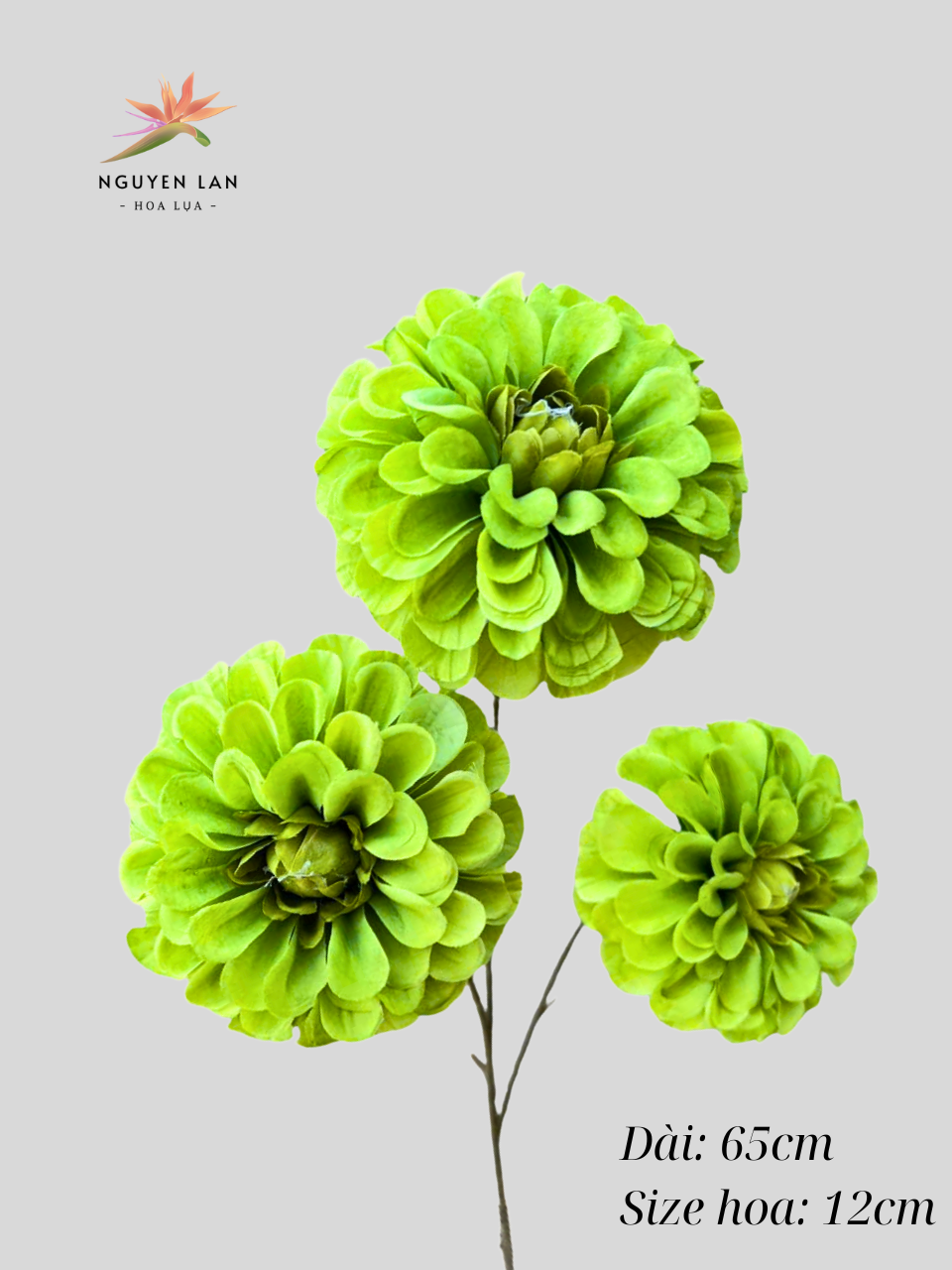 Cúc tổ ong - Ảnh 11