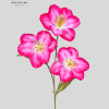Hoa Tulip