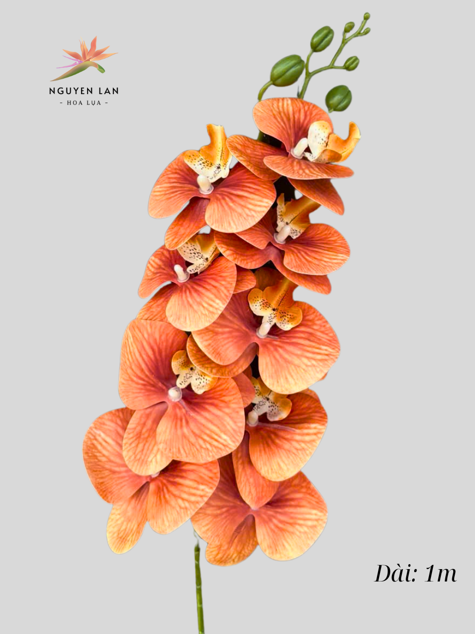 Lan Hồ Điệp 3D - Ảnh 3