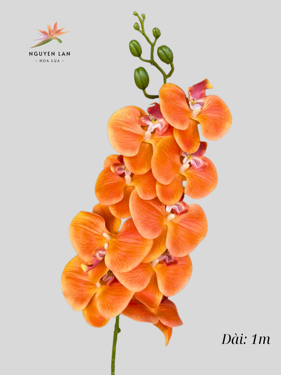 Lan Hồ Điệp 3D - Ảnh 2