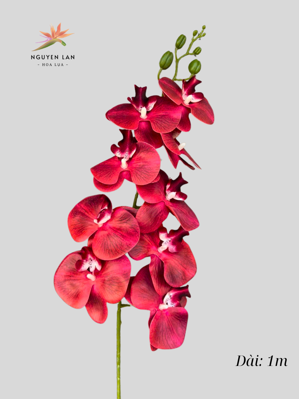 Lan Hồ Điệp 3D - Ảnh 4