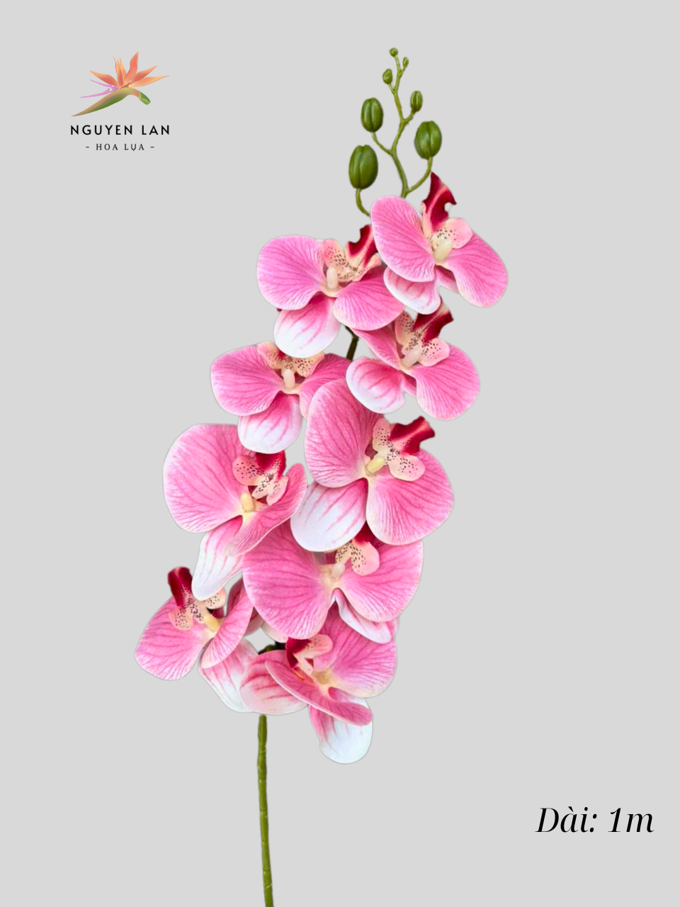 Lan Hồ Điệp 3D - Ảnh 5