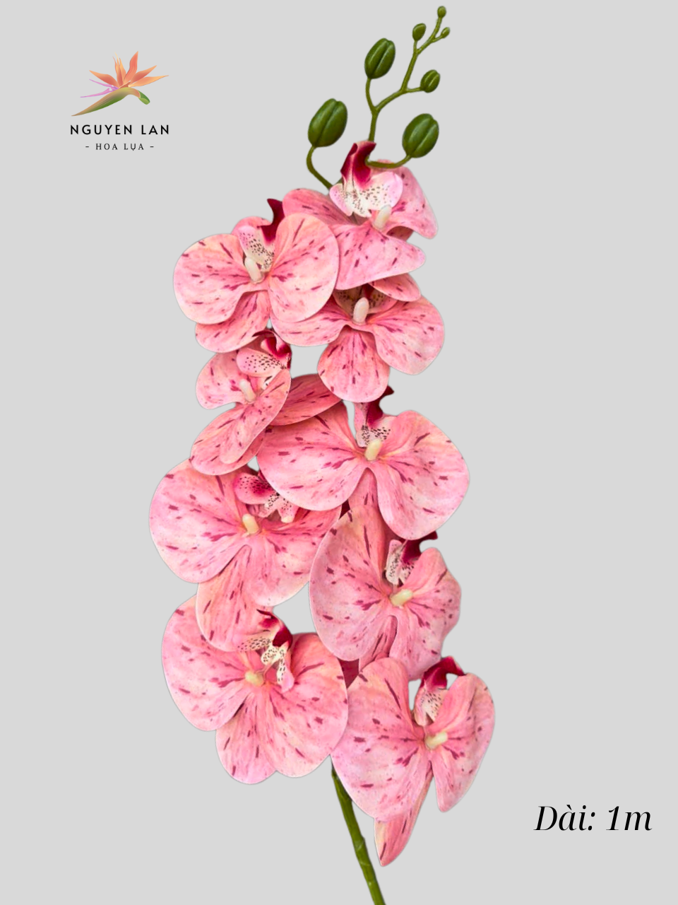 Lan Hồ Điệp 3D - Ảnh 6