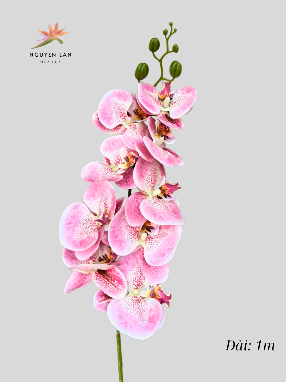 Lan Hồ Điệp 3D - Ảnh 7
