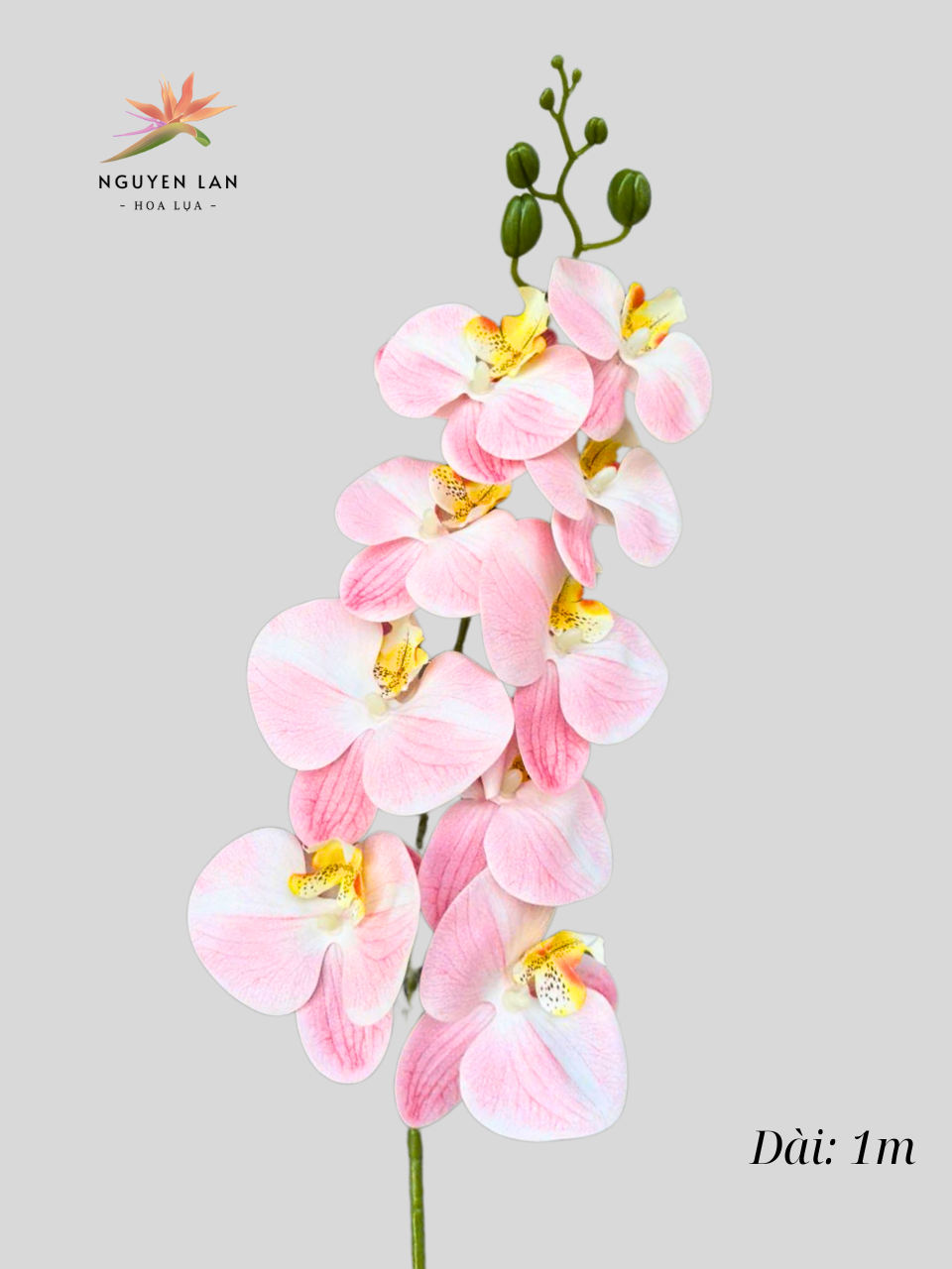 Lan Hồ Điệp 3D - Ảnh 9