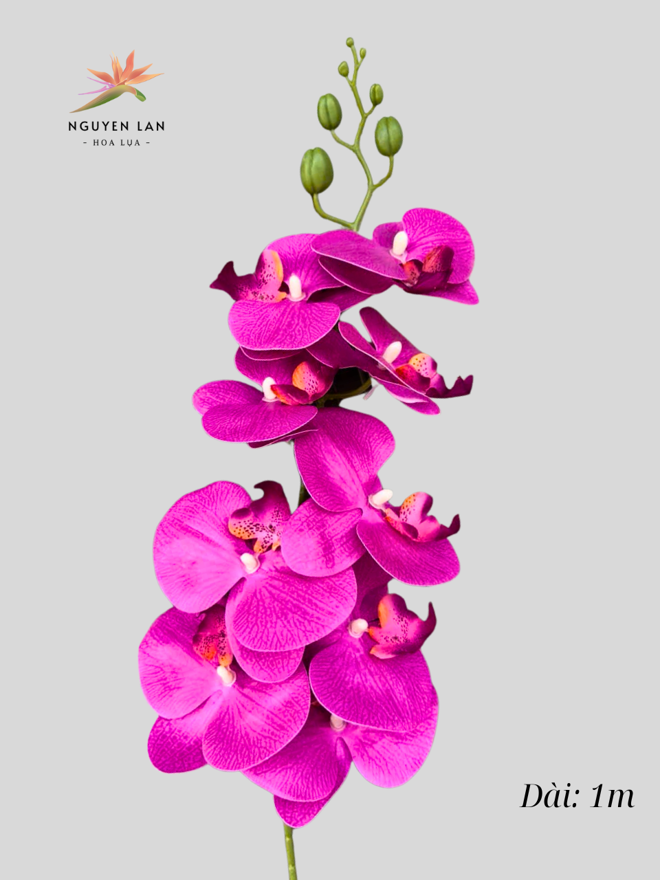 Lan Hồ Điệp 3D - Ảnh 17