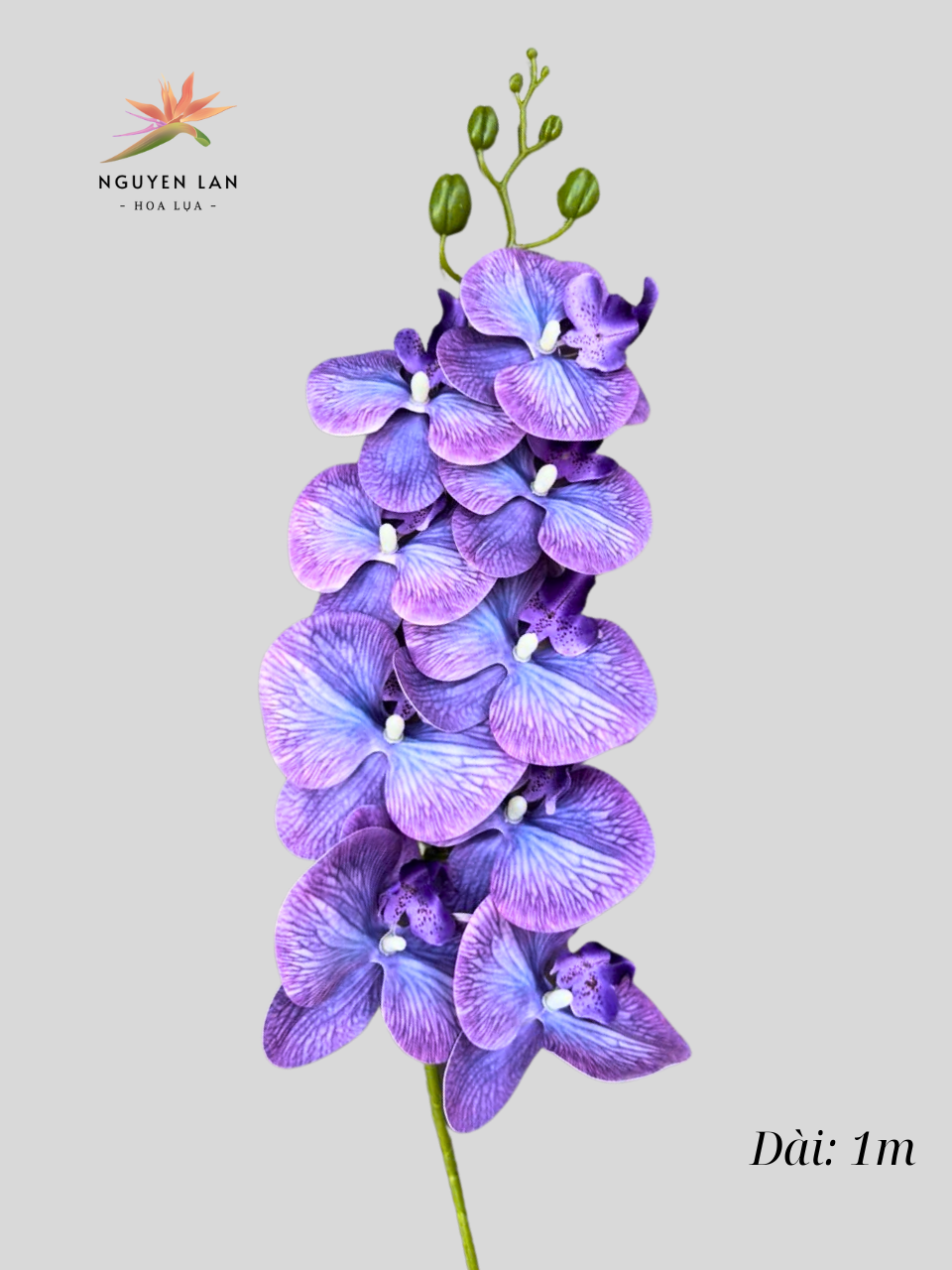 Lan Hồ Điệp 3D - Ảnh 11