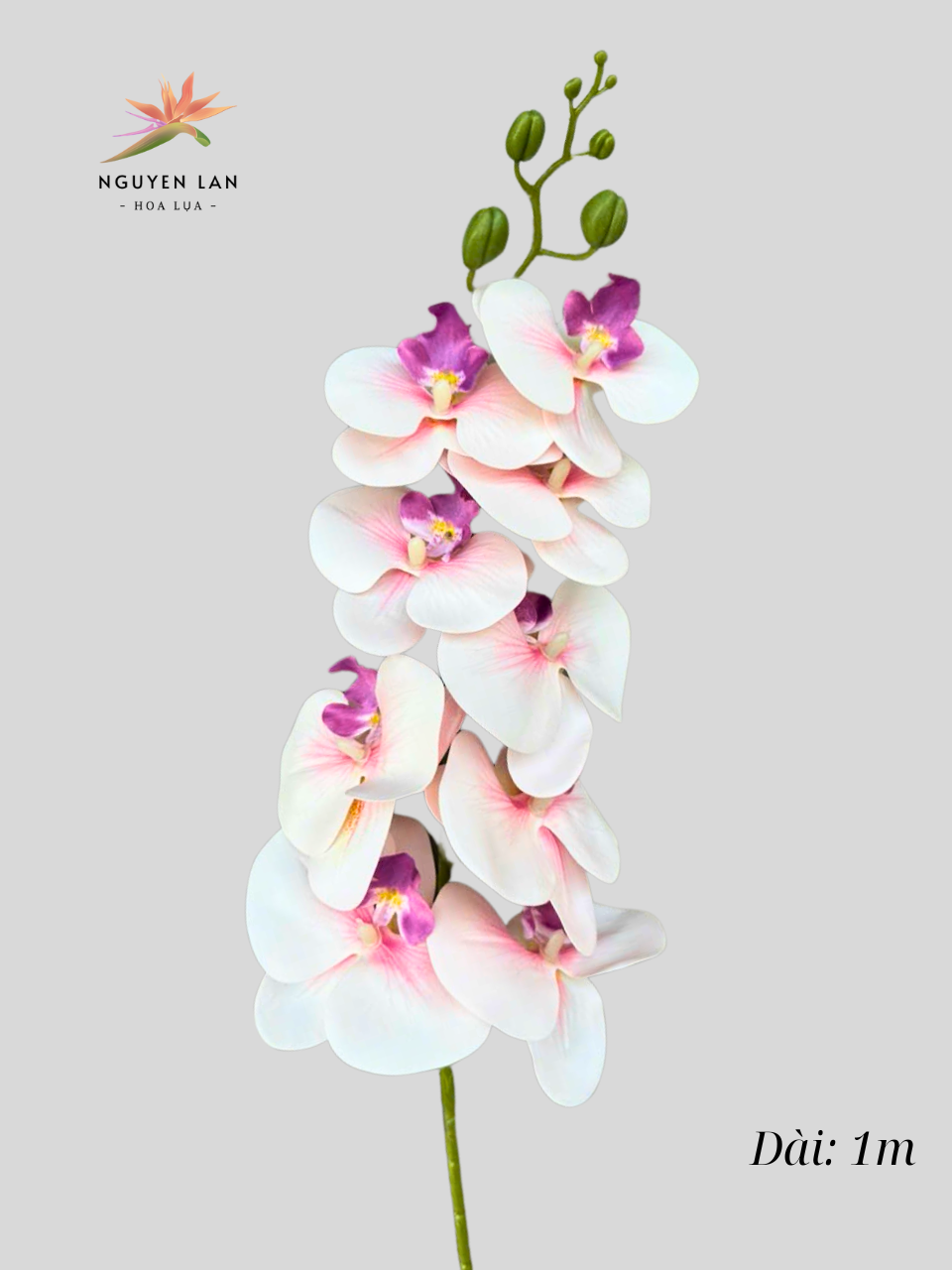 Lan Hồ Điệp 3D