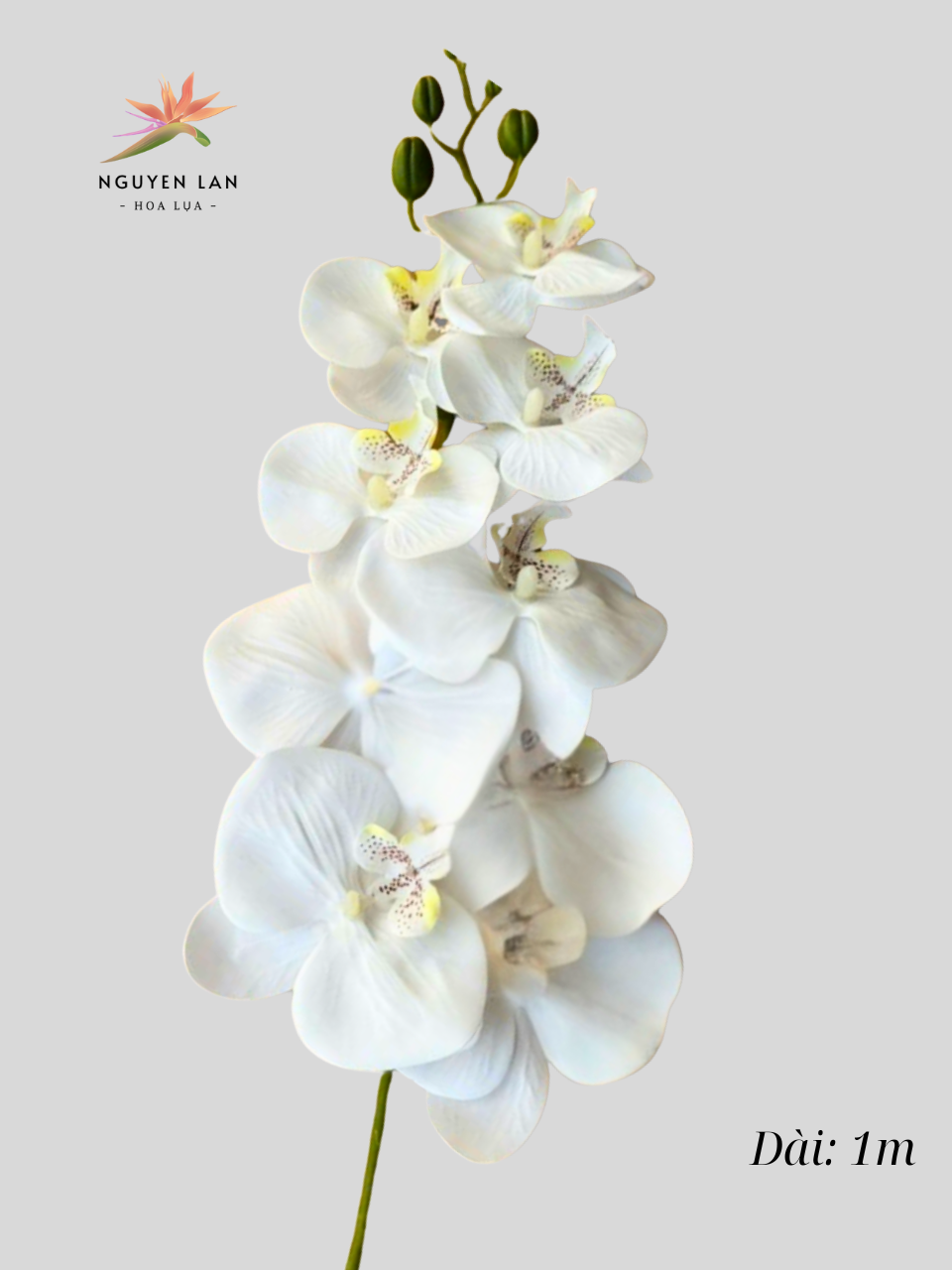Lan Hồ Điệp 3D - Ảnh 12