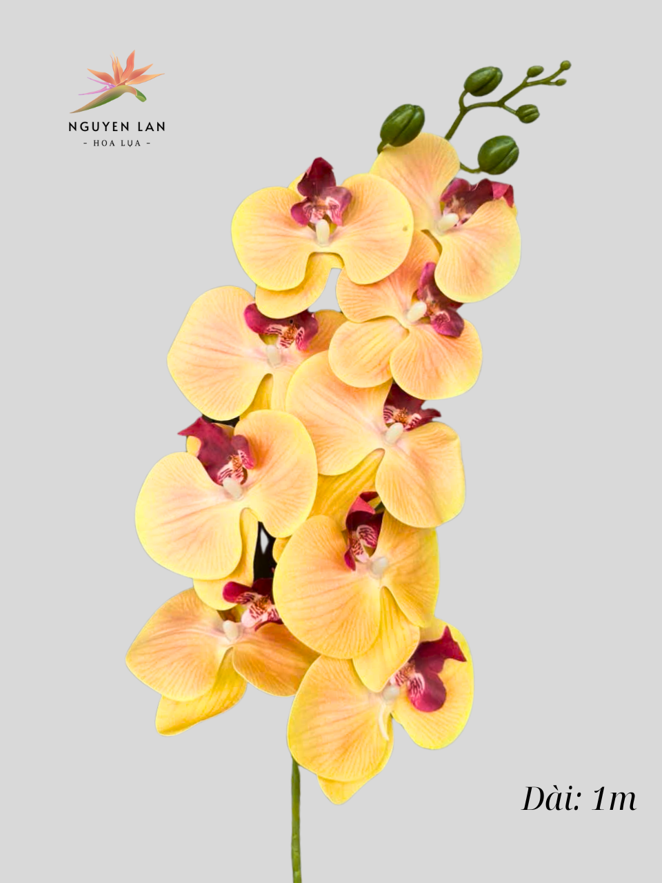 Lan Hồ Điệp 3D - Ảnh 15