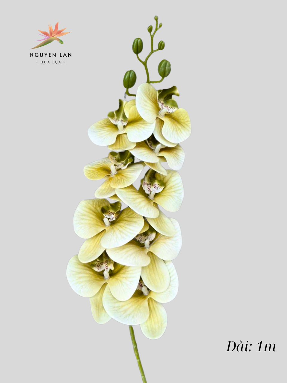 Lan Hồ Điệp 3D - Ảnh 16